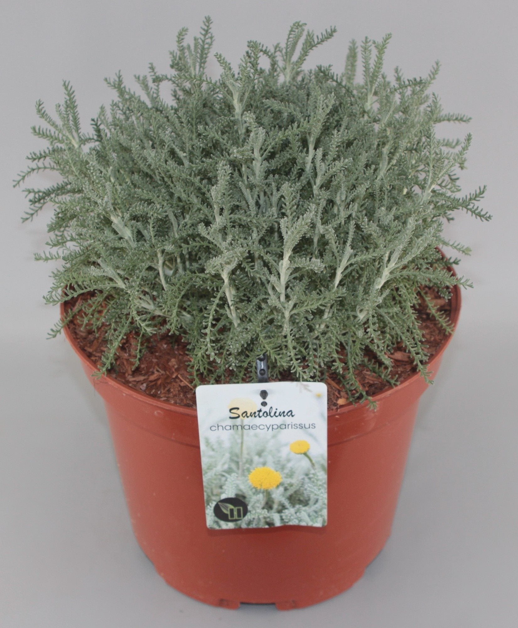 Santolina chamaecyparissus - Heiligenbloem