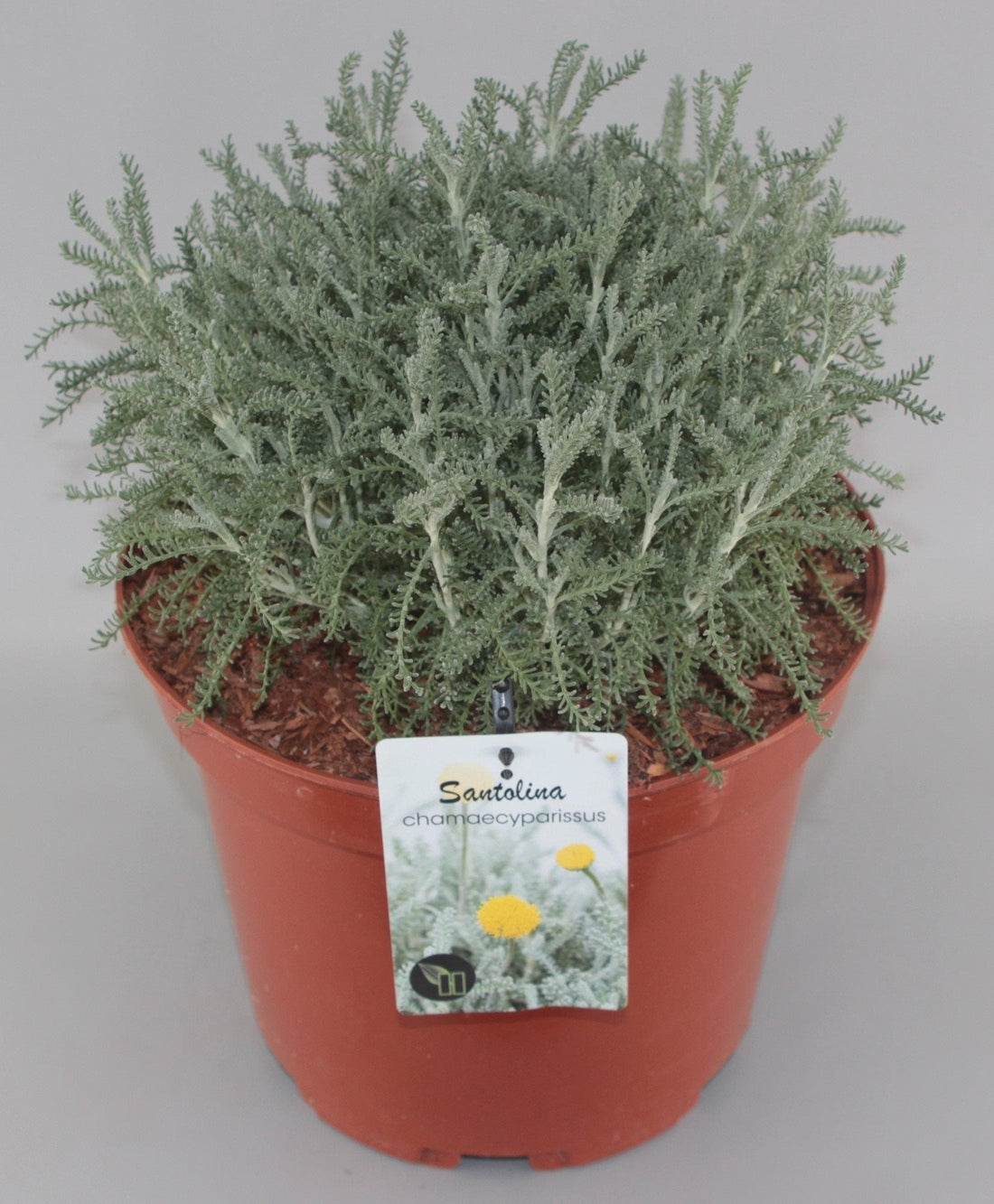 Santolina chamaecyparissus - Heiligenbloem