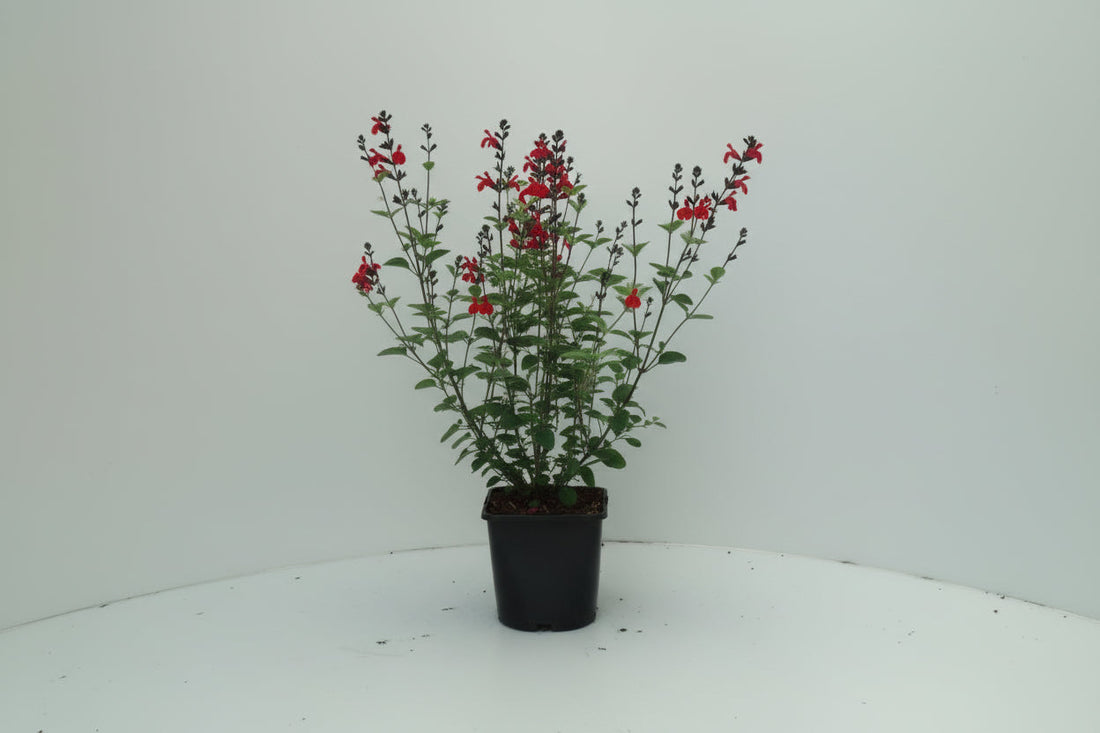 Salvia Royal Bumble - Salie