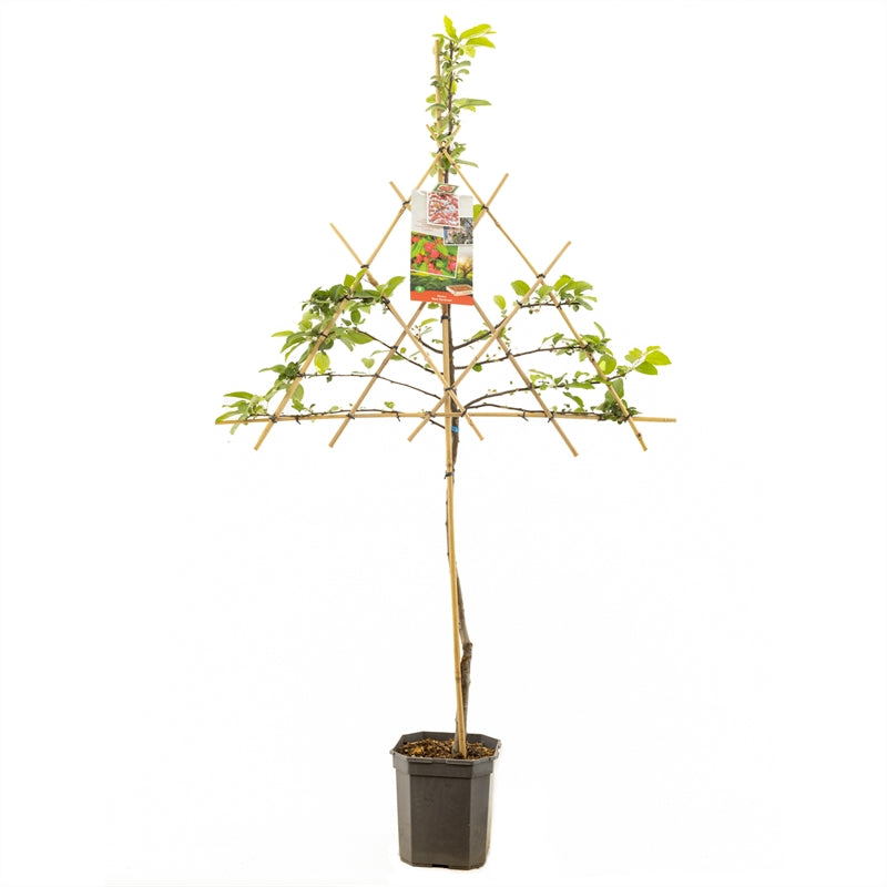 Malus 'Red Sentinel' - Rode sierappel - Leivorm