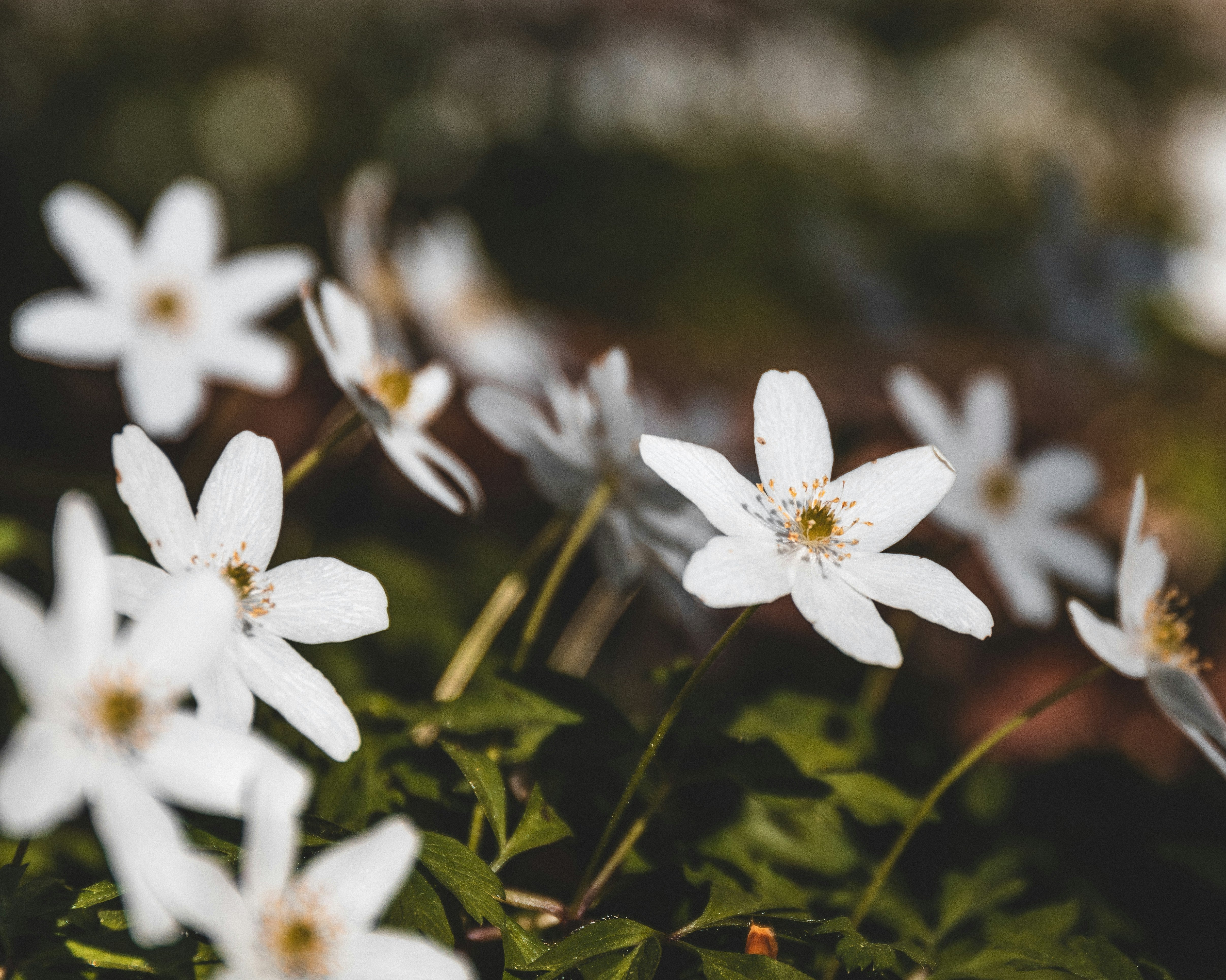 Anemone 'Ruffled Swan' - Herfstanemoon