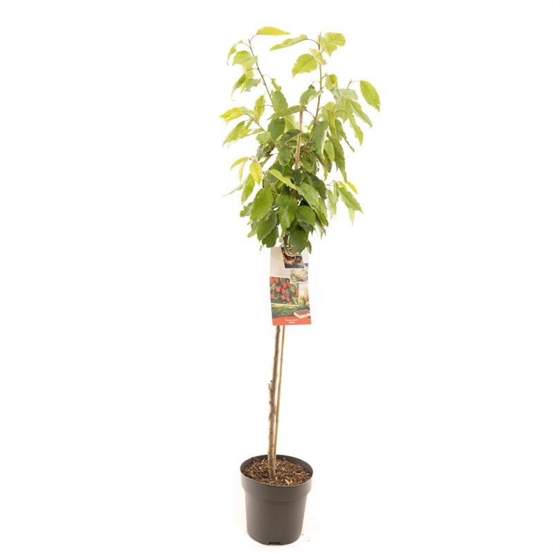 Prunus avium Stella - Rode zoete kers halfstam