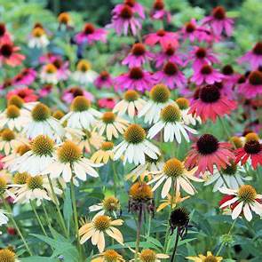 Borderpakket Zomer - 5m2 60 vaste planten in P9 pot