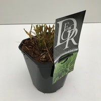 Hakonechloa macra - Japans bosgras