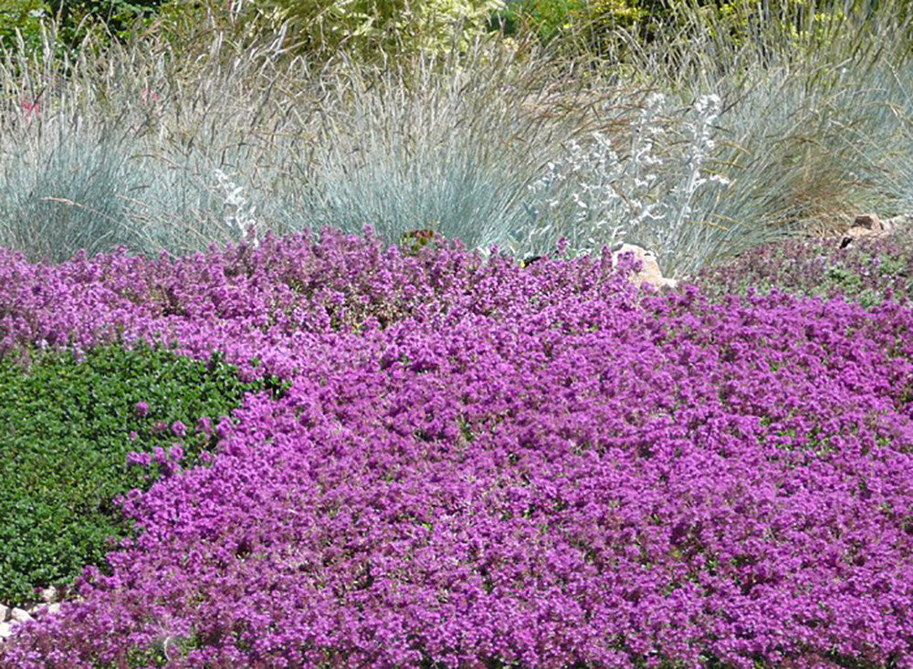 Thymus serpyllum – Wilde kruiptijm