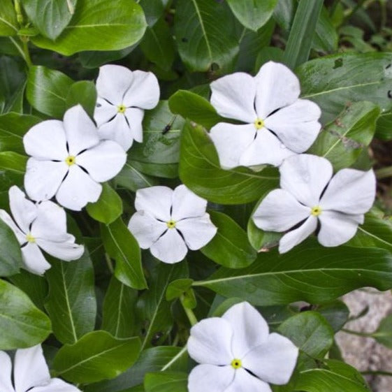 Vinca minor 'Alba' - Witte Kleine Maagdenpalm