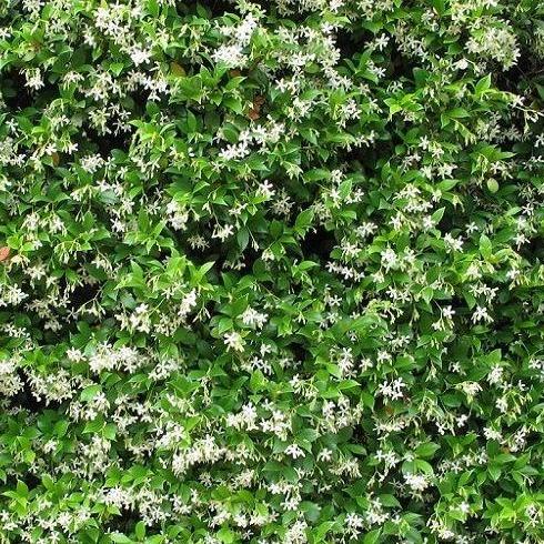 Trachelospermum jasminoides - Sterjasmijn - Pakket van 10