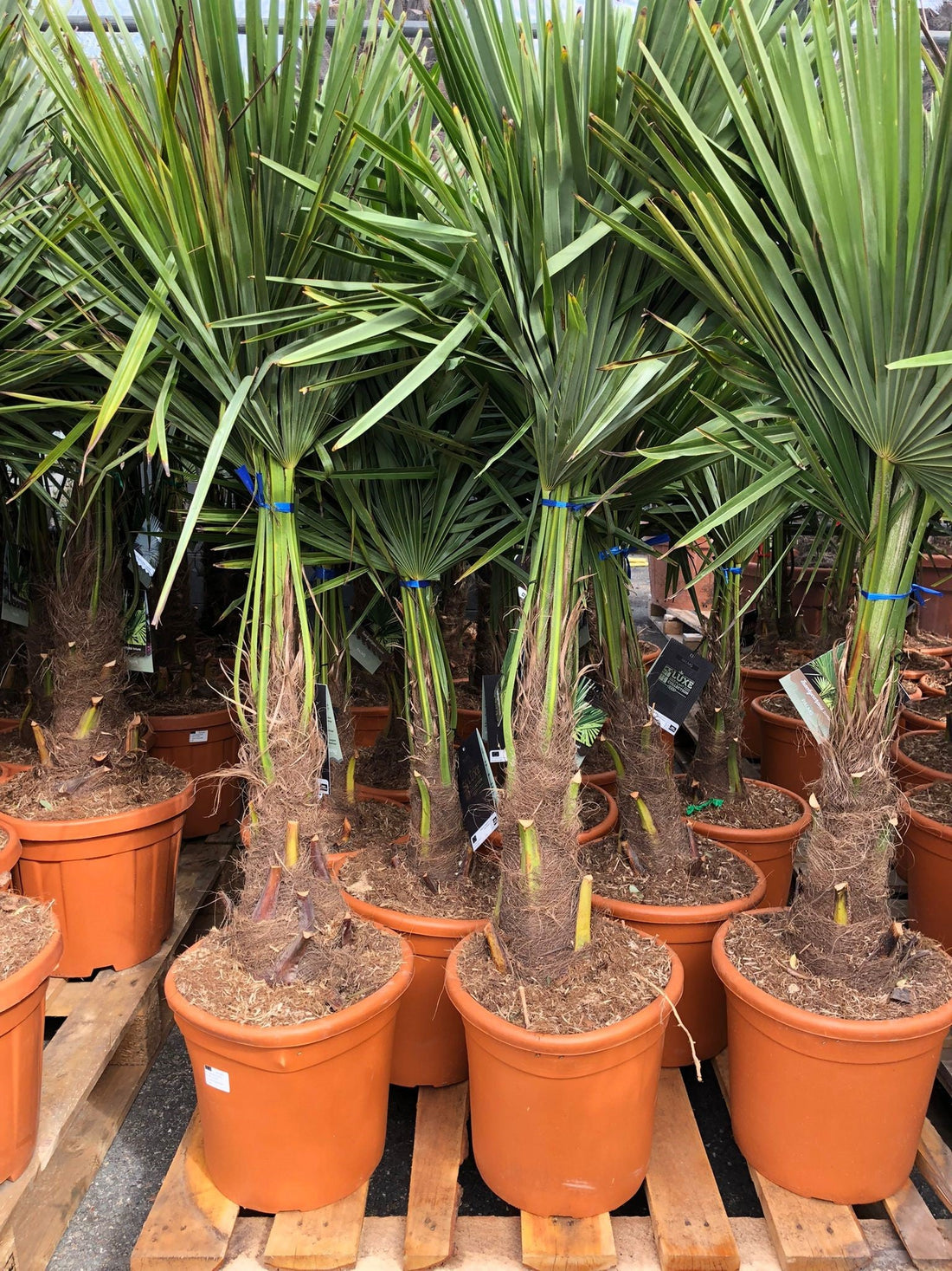 Trachycarpus Fortunei - Chinese Waaierpalm 100-120cm