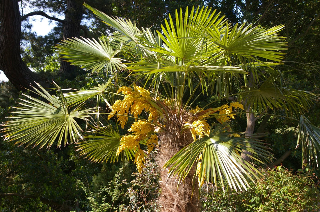 Trachycarpus fortunei - Chinese Henneppalm