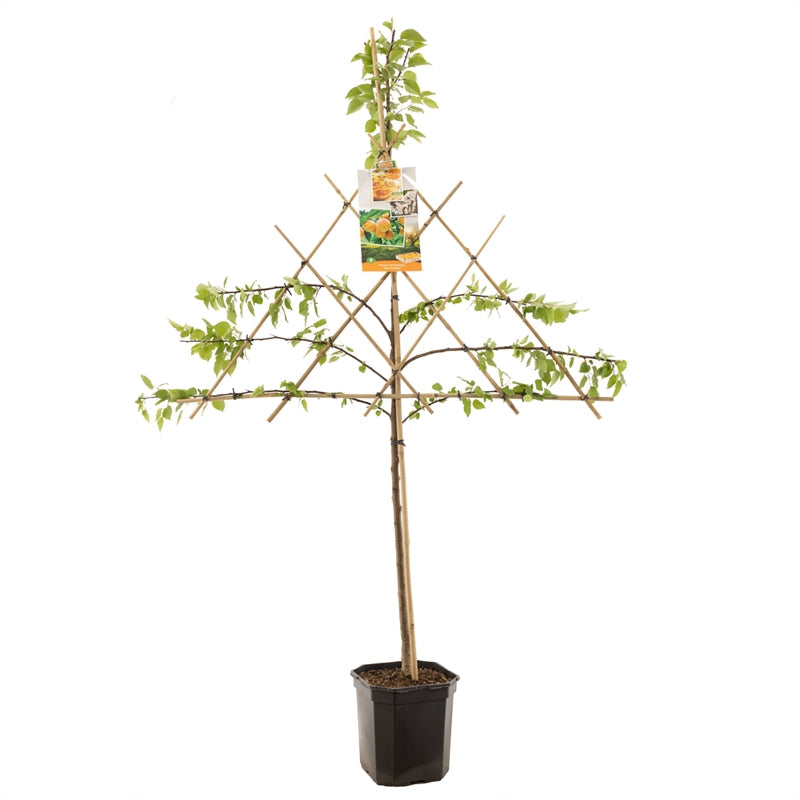 Prunus armeniaca Tros Oranje - Abrikoos leivorm