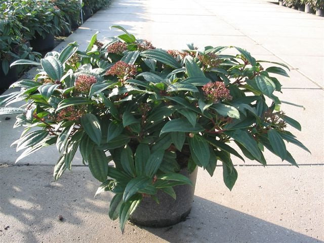 Viburnum davidii - Groenblijvende Sneeuwbal