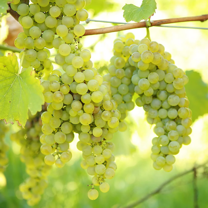 Vitis 'Vroege van der Laan' - Witte druif - Haagelement