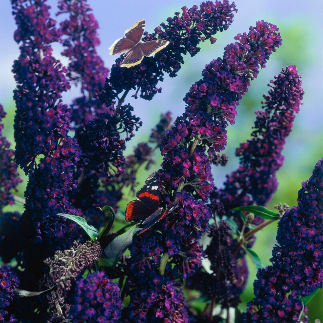 Buddleja davidii 'Black Knight' - Vlinderstruik