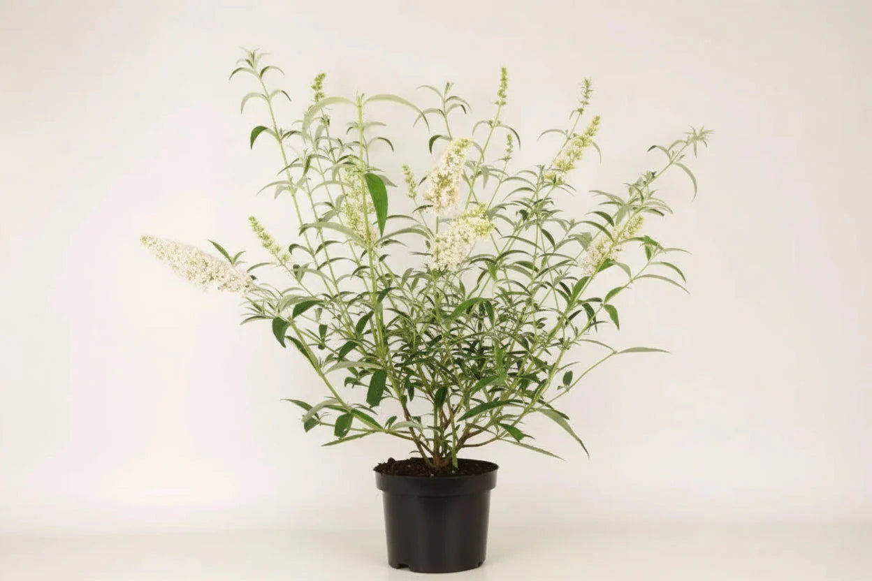 Buddleja davidii 'White Profusion' - Vlinderstruik
