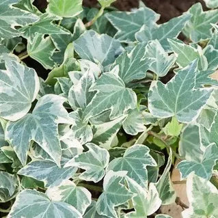 Hedera helix White Ripple - Klimop bont wit