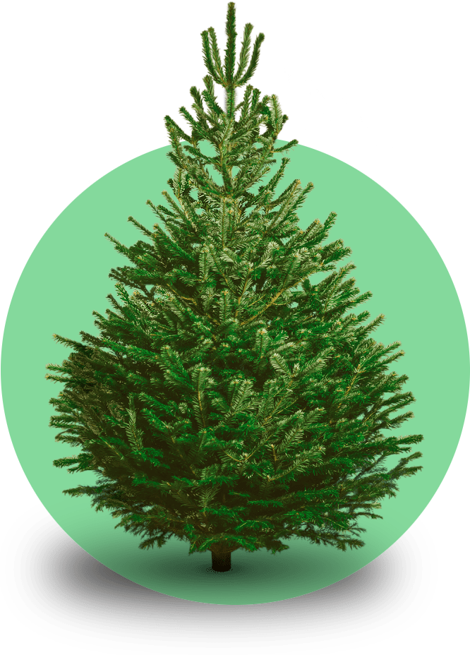 Nordmann kerstboom 'Deluxe' XXL gezaagd – 250/500 cm
